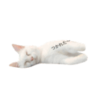 ねこのいる暮らし。（個別スタンプ：2）