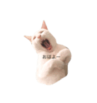 ねこのいる暮らし。（個別スタンプ：3）