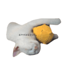 ねこのいる暮らし。（個別スタンプ：4）
