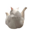 ねこのいる暮らし。（個別スタンプ：5）