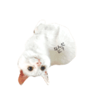 ねこのいる暮らし。（個別スタンプ：6）