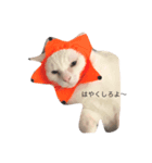 ねこのいる暮らし。（個別スタンプ：8）