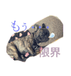 フレンチブルのBillくん3(修正済み)（個別スタンプ：2）