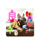 フレンチブルのBillくん3(修正済み)（個別スタンプ：5）
