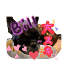 フレンチブルのBillくん3(修正済み)（個別スタンプ：6）