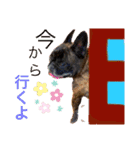 フレンチブルのBillくん3(修正済み)（個別スタンプ：7）
