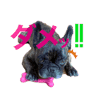 フレンチブルのBillくん3(修正済み)（個別スタンプ：10）