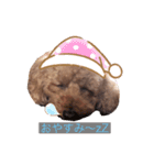 チョコちゃんのスタンプです！（個別スタンプ：1）