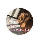 うちの犬たちが可愛い件について（個別スタンプ：1）