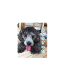 うちの犬たちが可愛い件について（個別スタンプ：2）