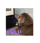 うちの犬たちが可愛い件について（個別スタンプ：3）