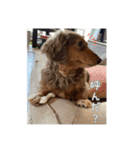 うちの犬たちが可愛い件について（個別スタンプ：4）