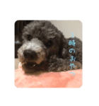 うちの犬たちが可愛い件について（個別スタンプ：5）