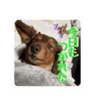 うちの犬たちが可愛い件について（個別スタンプ：7）