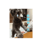 うちの犬たちが可愛い件について（個別スタンプ：8）