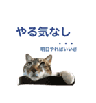 ゆうこの猫スタンプ キジ白（個別スタンプ：1）