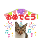 ゆうこの猫スタンプ キジ白（個別スタンプ：2）