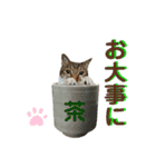 ゆうこの猫スタンプ キジ白（個別スタンプ：3）