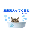 ゆうこの猫スタンプ キジ白（個別スタンプ：4）