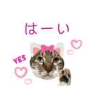 ゆうこの猫スタンプ キジ白（個別スタンプ：9）