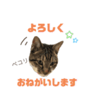 ゆうこの猫スタンプ キジ白（個別スタンプ：10）