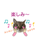 ゆうこの猫スタンプ キジ白（個別スタンプ：11）