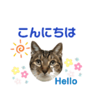 ゆうこの猫スタンプ キジ白（個別スタンプ：13）