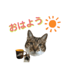 ゆうこの猫スタンプ キジ白（個別スタンプ：15）