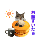 ゆうこの猫スタンプ キジ白（個別スタンプ：16）