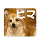 プーとヒマ（個別スタンプ：5）