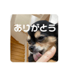 プーとヒマ（個別スタンプ：12）