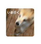 プーとヒマ（個別スタンプ：13）