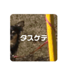 プーとヒマ（個別スタンプ：15）