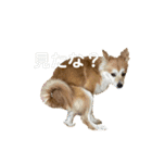プーとヒマ（個別スタンプ：17）
