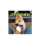 ろざんと愉快な仲間たち（個別スタンプ：4）