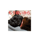 ろざんと愉快な仲間たち（個別スタンプ：6）