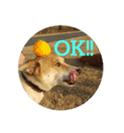ろざんと愉快な仲間たち（個別スタンプ：8）