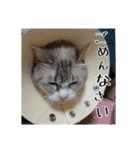 わが家のアイドルしろちゃん（個別スタンプ：7）