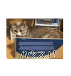 わが家のアイドルしろちゃん（個別スタンプ：8）