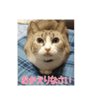 わが家のアイドルしろちゃん（個別スタンプ：9）