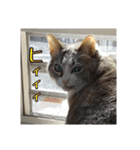 わが家のアイドルしろちゃん（個別スタンプ：11）