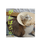 わが家のアイドルしろちゃん（個別スタンプ：12）