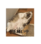 わが家のアイドルしろちゃん（個別スタンプ：13）
