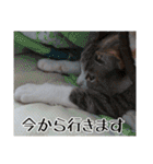 わが家のアイドルしろちゃん（個別スタンプ：14）