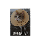 わが家のアイドルしろちゃん（個別スタンプ：15）