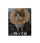 わが家のアイドルしろちゃん（個別スタンプ：16）