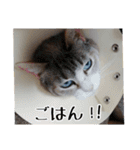 わが家のアイドルしろちゃん（個別スタンプ：17）
