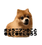 ポメラニアンの写真のスタンプ（個別スタンプ：1）