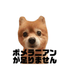 ポメラニアンの写真のスタンプ（個別スタンプ：2）