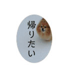ポメラニアンの写真のスタンプ（個別スタンプ：11）